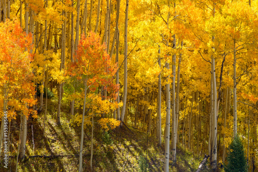 Fototapeta premium Early Autumn Color