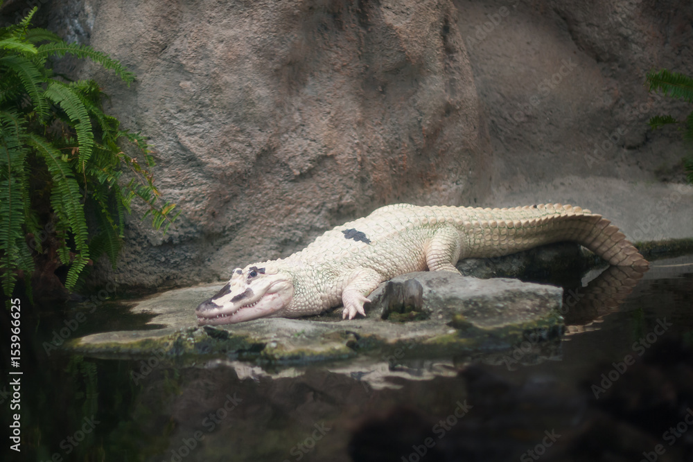 Albino American Alligator Albino American Alligator