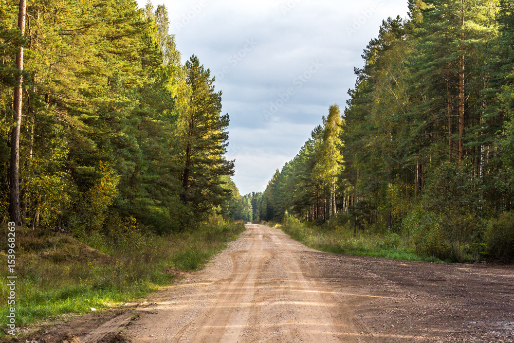 Dirt road in forest.