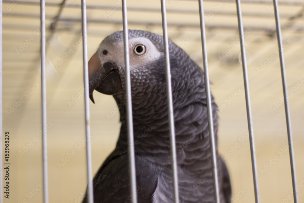 Fototapeta premium a parrot 5