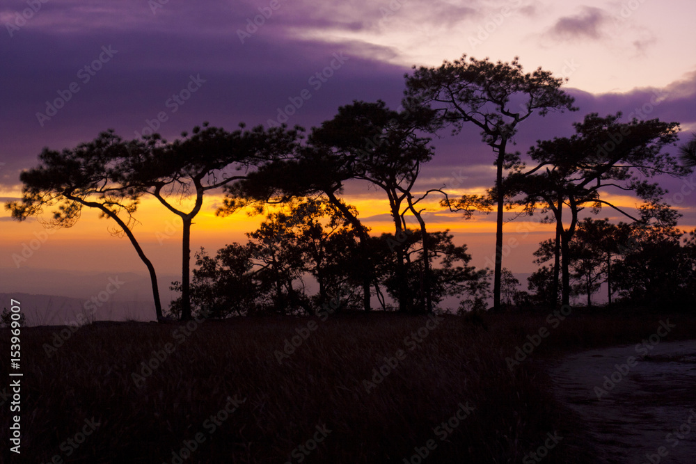 Obraz premium tree dancing with sunset , Thailand