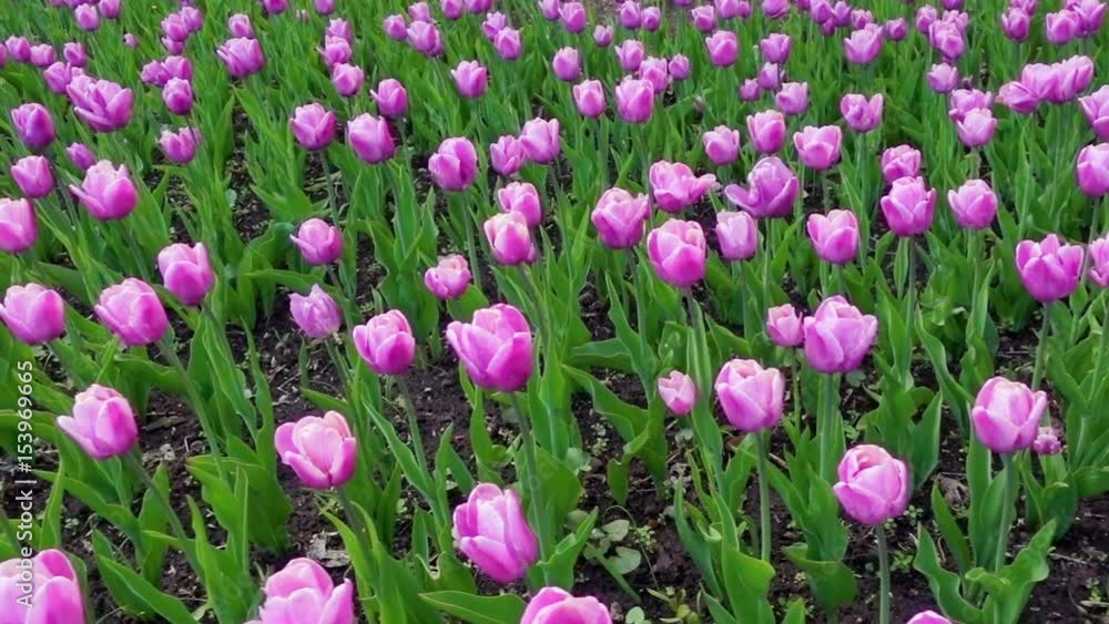 Beautiful spring park covered by fresh flowers purple tulips. Full hd video, 1080p, Panoramic view Beautiful spring park covered by fresh flowers purple tulips. Full hd video, 1080p, Panoramic view