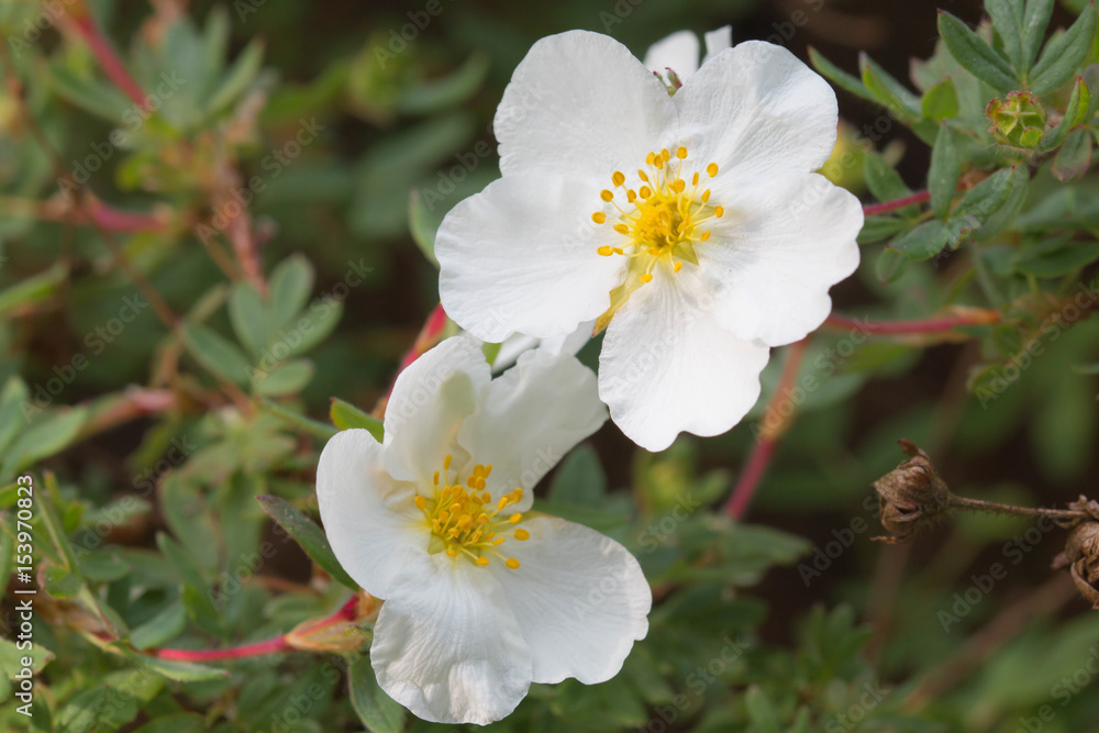 Obraz premium Weißw Blüte