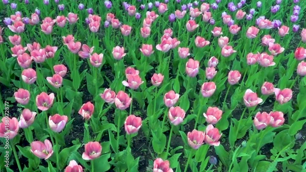 Beautiful spring park covered by fresh flowers pink tulips. Full hd video, 1080p, Panoramic view Beautiful spring park covered by fresh flowers pink tulips. Full hd video, 1080p, Panoramic view