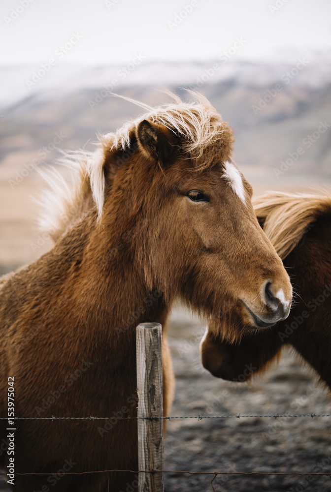 Beautiful Icelandic fluffy brown horse in the mountains, portrait