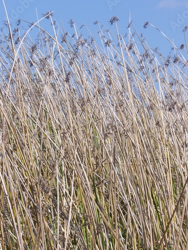 Grains Wisping in the Wind