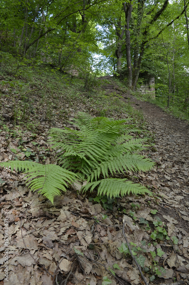 Obraz premium farn wächst auf waldboden