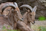 wild goat and barbary sheep