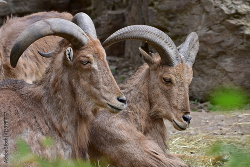 wild goat and barbary sheep