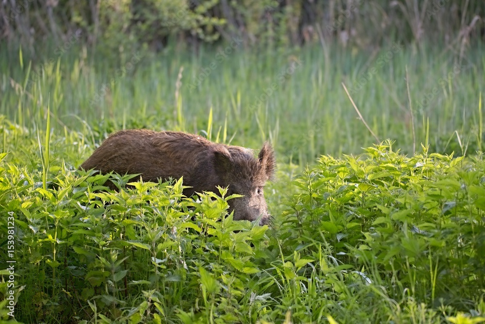 Wild boar - Sus scrofa. Wilderness. Walking in nature still life, marsh. Dense forest trees, reeds and grass, wild landscape. The natural scenery of Slovakia, Europe. Wildlife. Wild boar - Sus scrofa. Wilderness. Walking in nature still life, marsh. Dense forest trees, reeds and grass, wild landscape. The natural scenery of Slovakia, Europe. Wildlife.