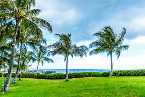 Palm trees in the wind under cloudy sky at the resort community of Ko Olina on the West Coast of the Hawaiian island of Oahu  © hpbfotos