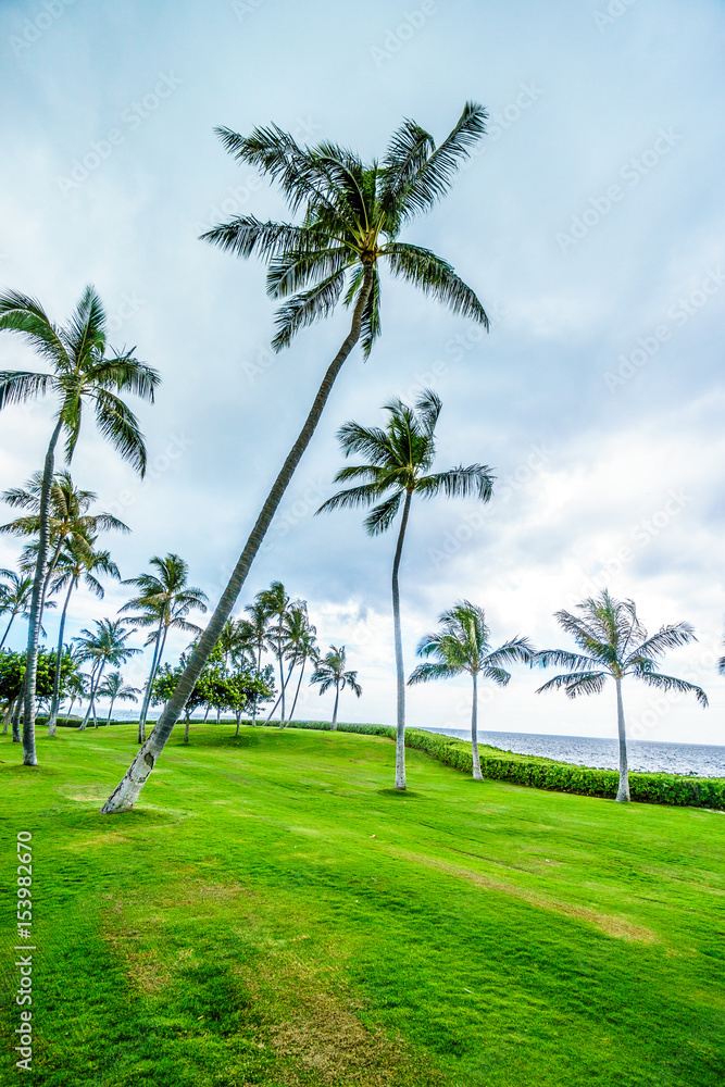 Palm trees in the wind under cloudy sky at Ko Olina on the West Coast of the Hawaiian island of Oahu