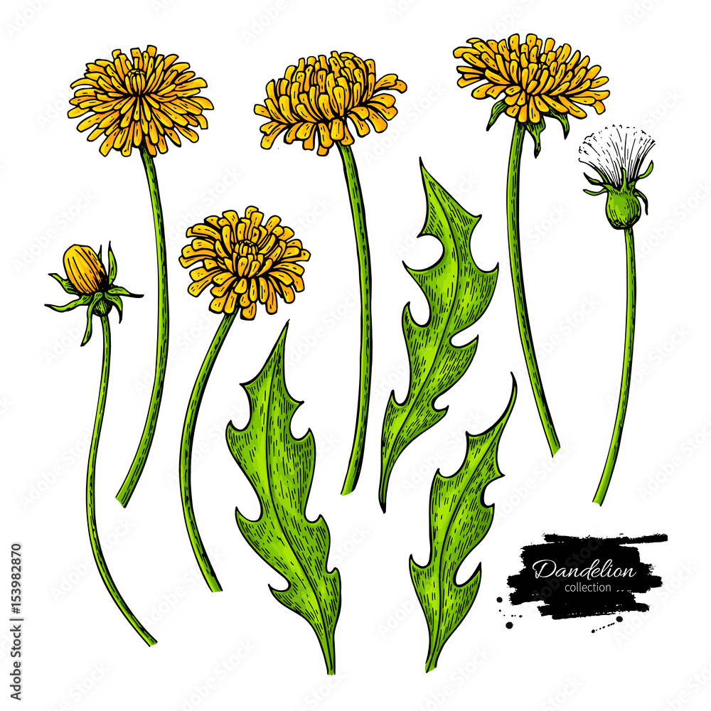 Obraz premium Dandelion flower vector drawing set. Isolated wild plant and leaves.