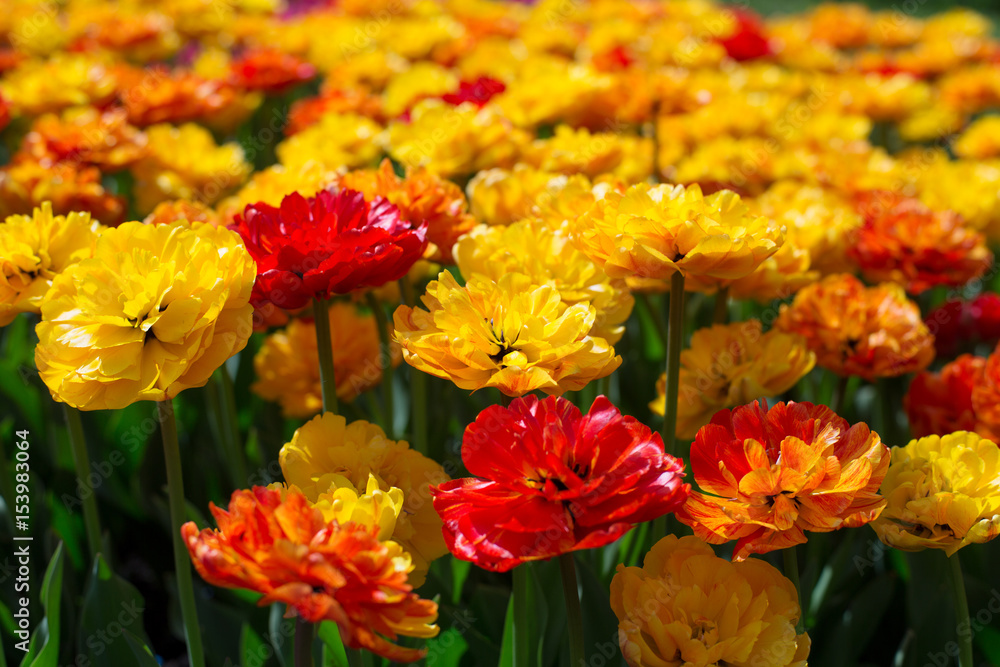 Saturated yellow, orange and red Terry Tulip Saturated yellow, orange and red Terry Tulip