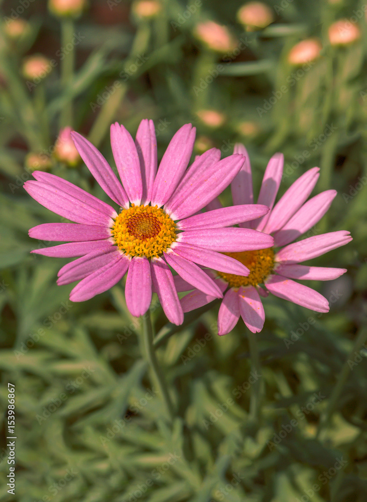 The beautiful Flowers in a flower greenhouse The beautiful Flowers in a flower greenhouse