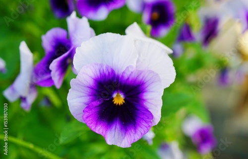 Fototapeta Naklejka Na Ścianę i Meble -  White and purple pansy violet flowers