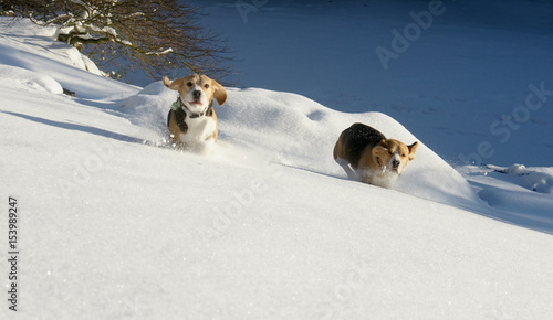 Fototapeta Naklejka Na Ścianę i Meble -  Hunde im Schnee-Beagles