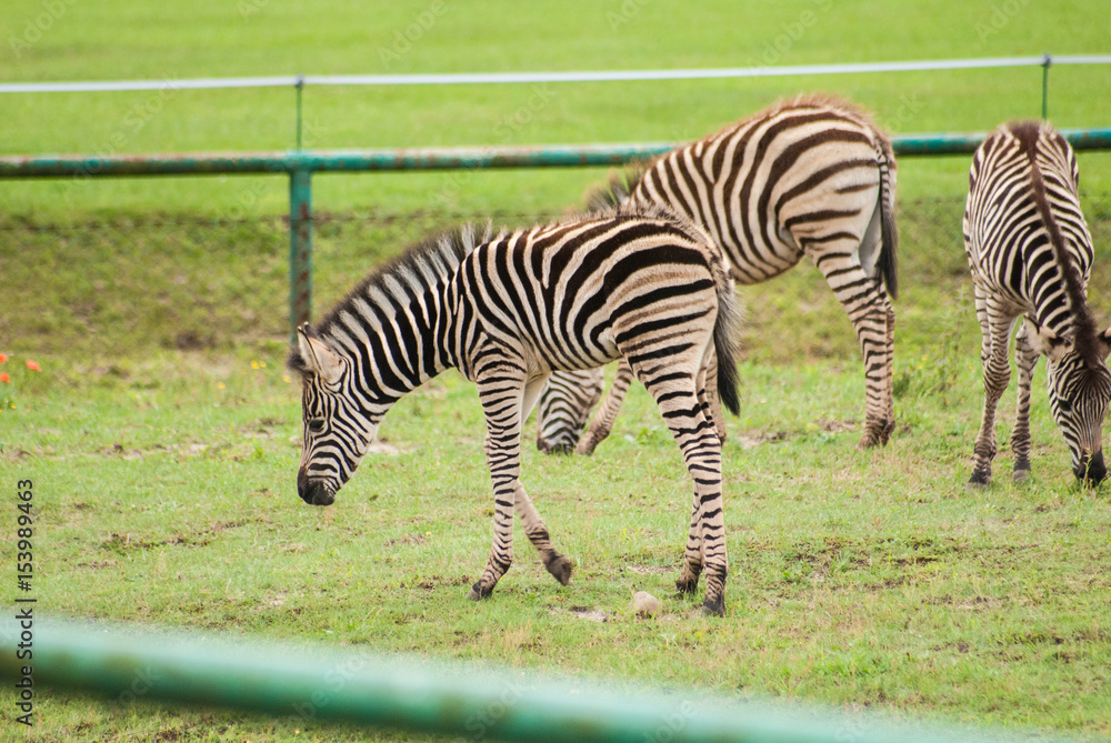 Naklejka premium Zebra eating grass