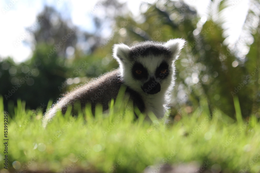 Fototapeta premium Lemure
