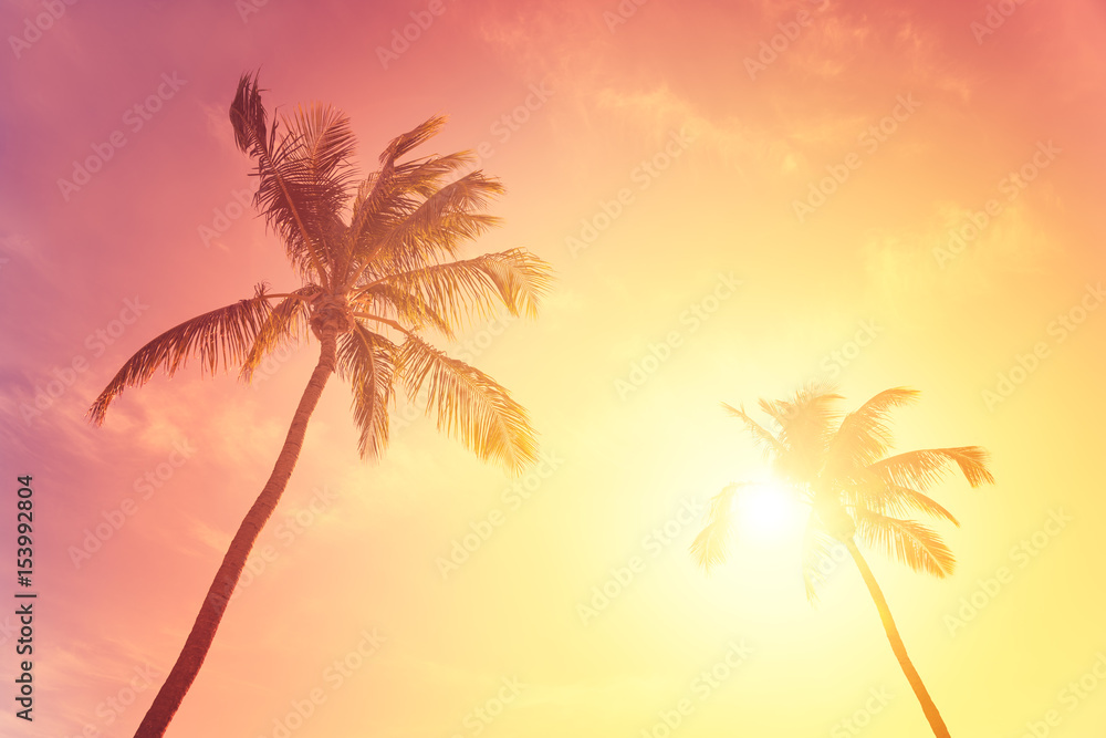 Tropical sunset sky with palm trees, hot summer day