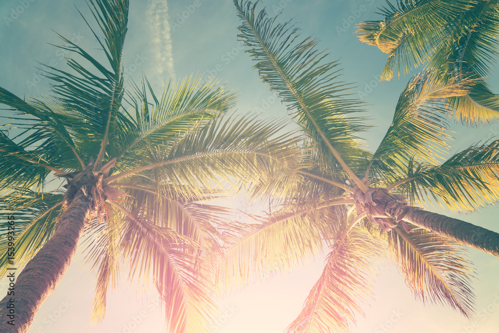 Obraz premium Tropikalny krajobraz z drzewkami palmowymi i pogodnym niebem