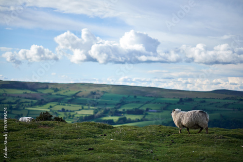 sheeps on a welsh mountain