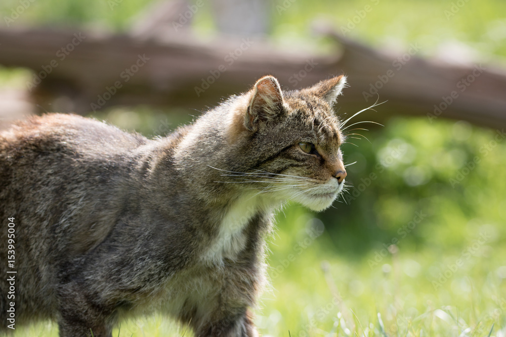 British Wild Cat approaching prey during a hunt