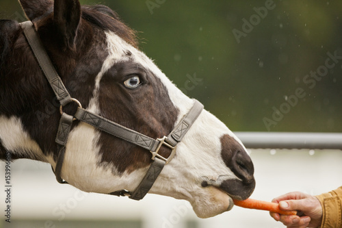 Man feeding carrot to horse