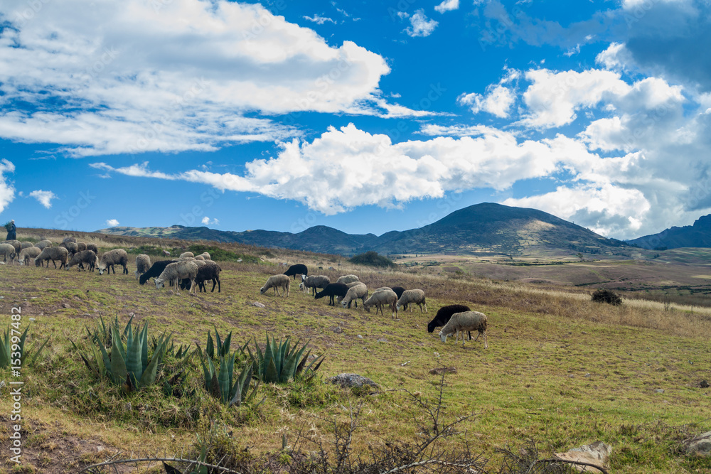 Herd of sheep near Maras village, Peru