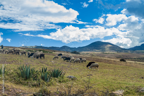 Herd of sheep near Maras village  Peru