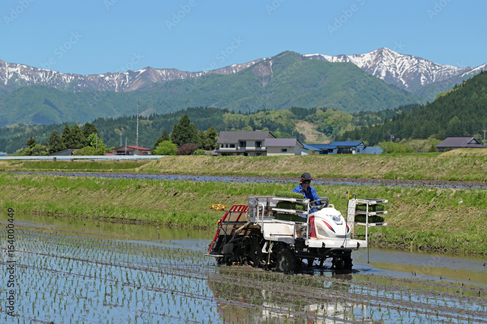 Fototapeta premium 田植え