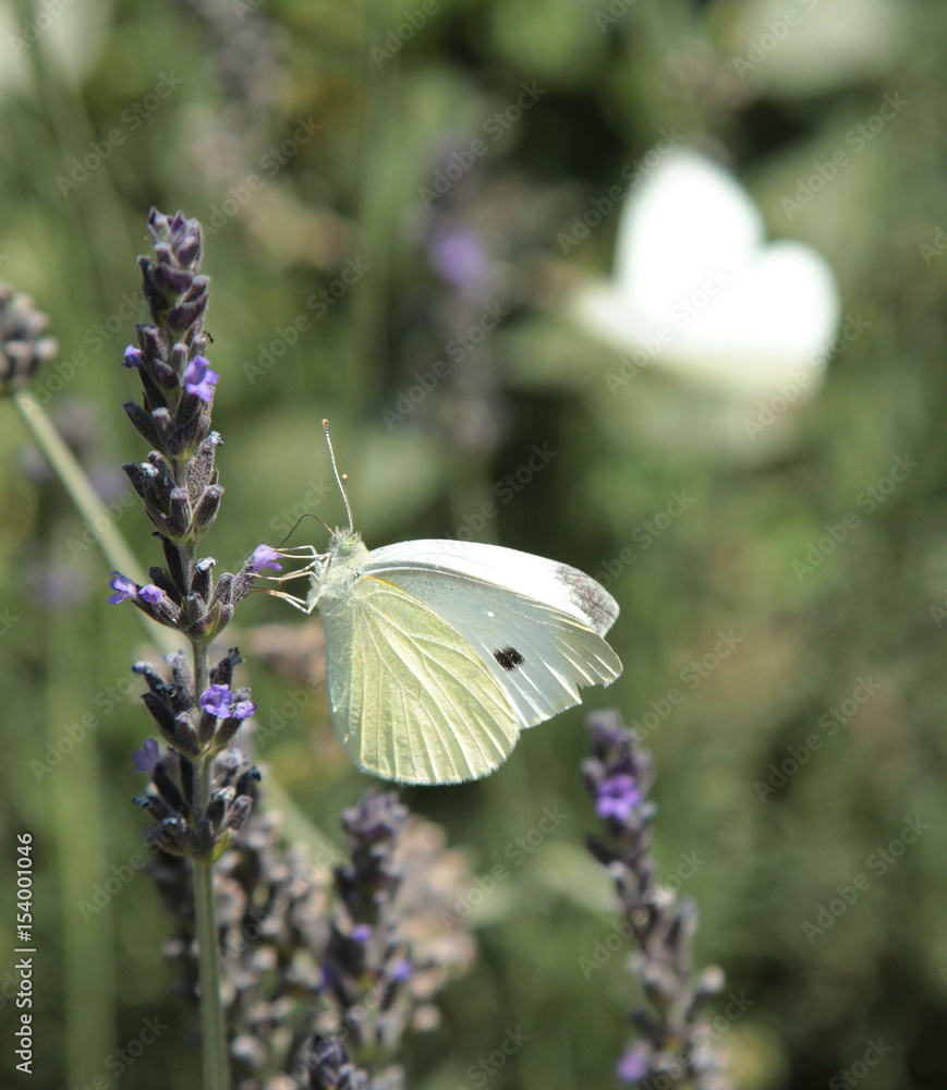 Fototapeta premium Una farfalla su fiore di lavanda