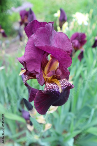 Fototapeta Naklejka Na Ścianę i Meble -  Iris purple flower