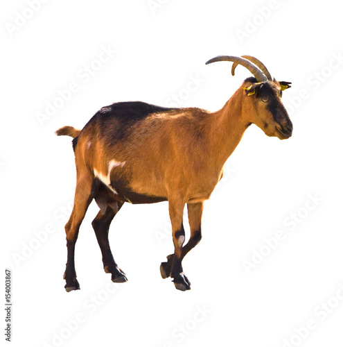 Close up isolated capra femail wild mountain goat