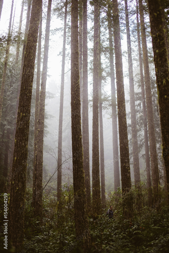 Fototapeta premium Forest shrouded in fog