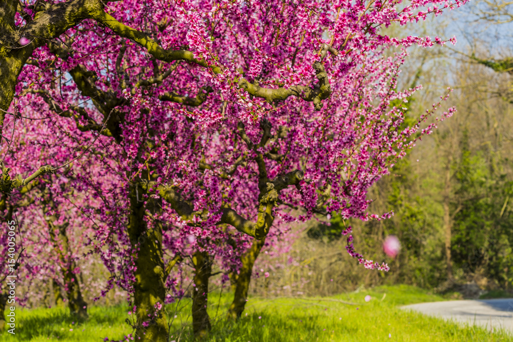 Peach trees filled with pink flowers in a garden Peach trees filled with pink flowers in a garden