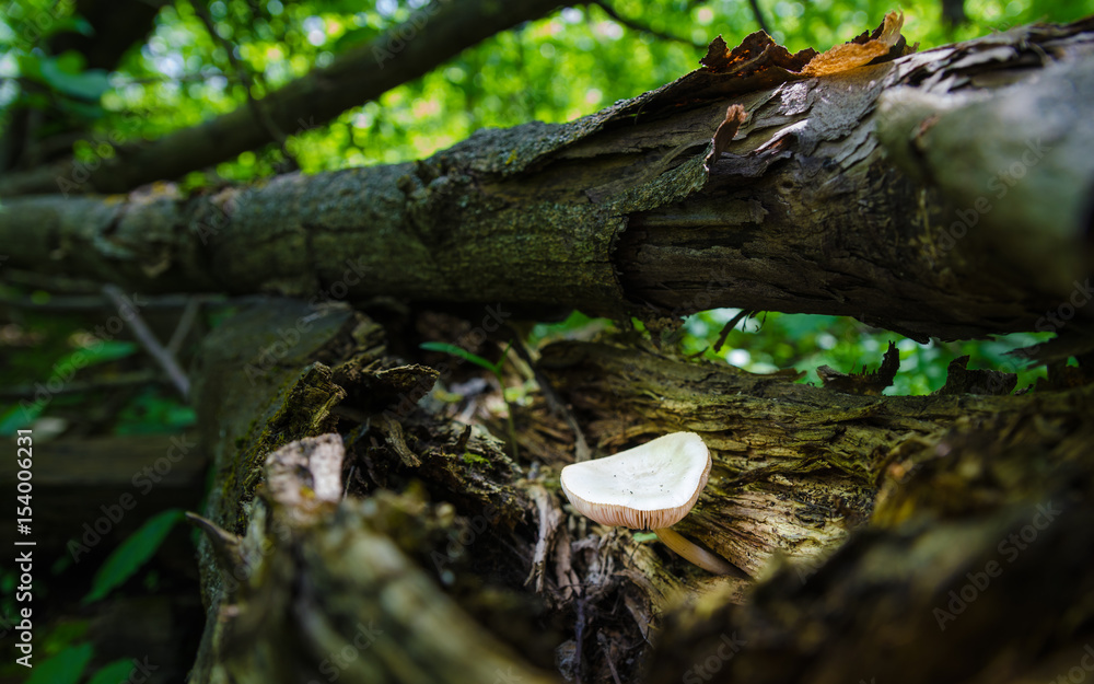 Obraz premium The mushroom grows on a broken branch in the shade. High humidity