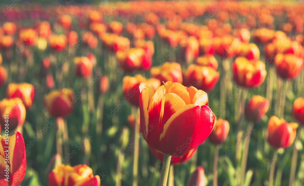 Spring background. Beautiful colourful tulips