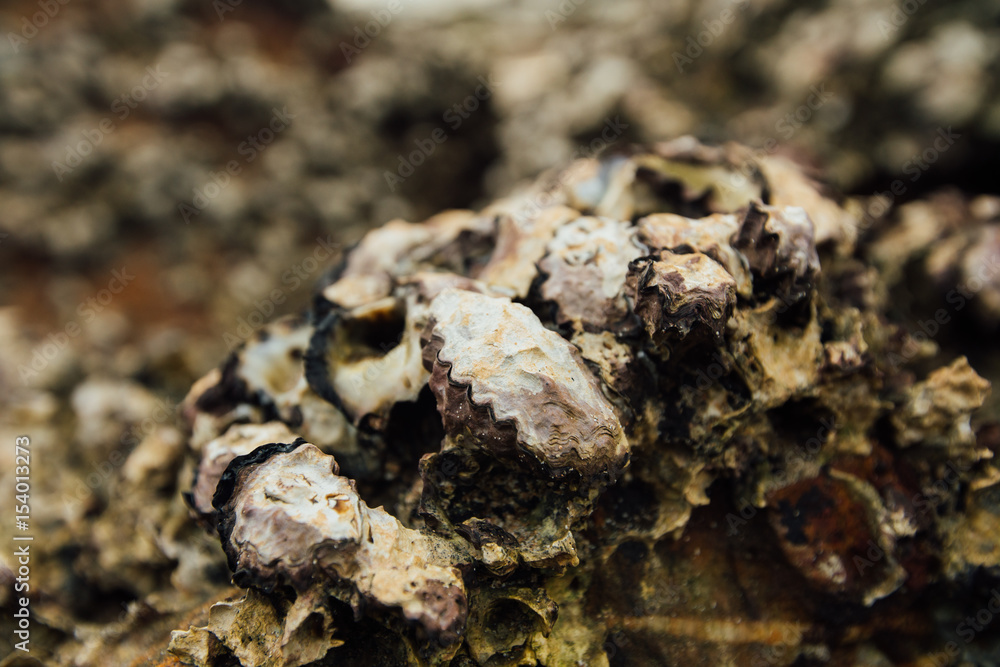 Background shell mollusks. Texture shell of shellfish. Sea shellfish on beach Background shell mollusks. Texture shell of shellfish. Sea shellfish on beach