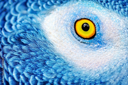Beautiful parrot eye
