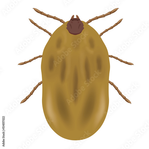 Illustration nature animal parasite tick. Ideal for catalogs and educational materials