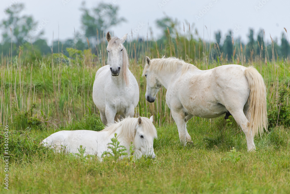 Fototapeta premium Camargue horses in a bed flower field 