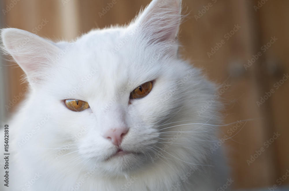 Portrait of an albino