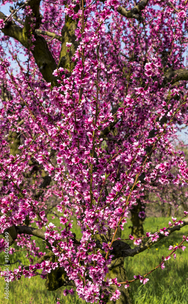 Peach trees filled with pink flowers in a garden