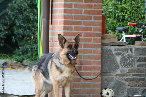 CANE PASTORE TEDESCO