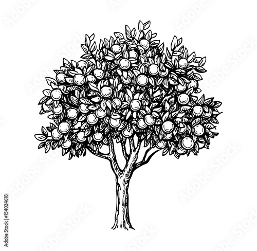 Illustration of orange tree