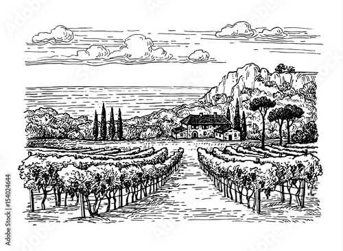 Hand drawn vineyard landscape.