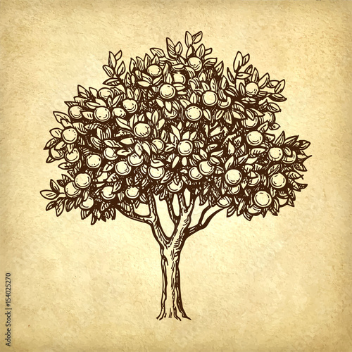 Vector illustration of orange tree
