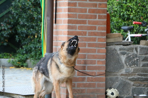 CANE PASTORE TEDESCO