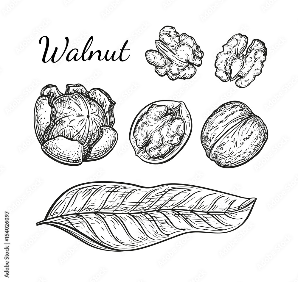 Fototapeta premium Ink sketch of walnuts